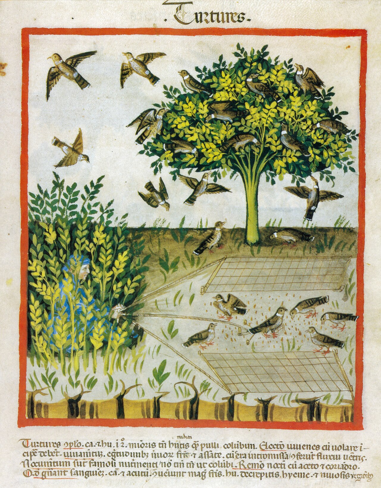 Tacuinum Sanitatis Turtledoves folio