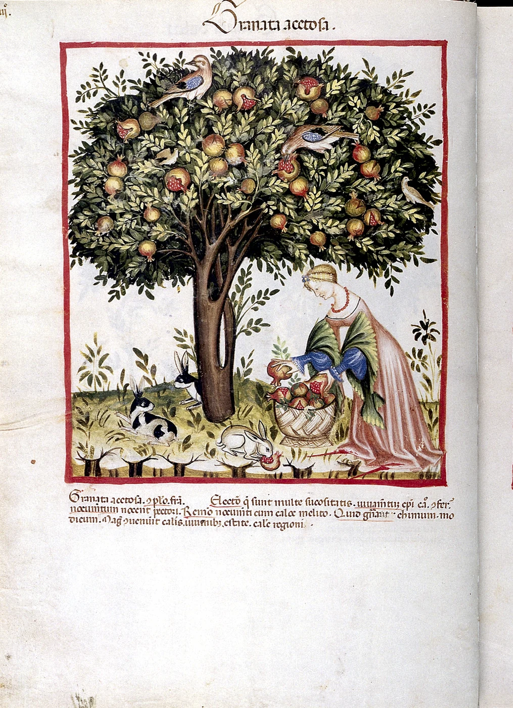 Tacuinum Sanitatis manuscript &mdash; medieval regimen of health